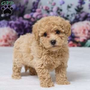 Della, Bich-Poo Puppy